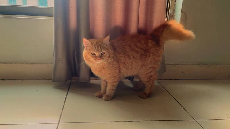 persian cat male 6 months 1