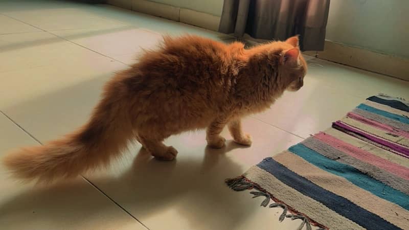 persian cat male 6 months 2