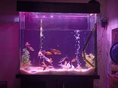 fish tank with fishes for sale