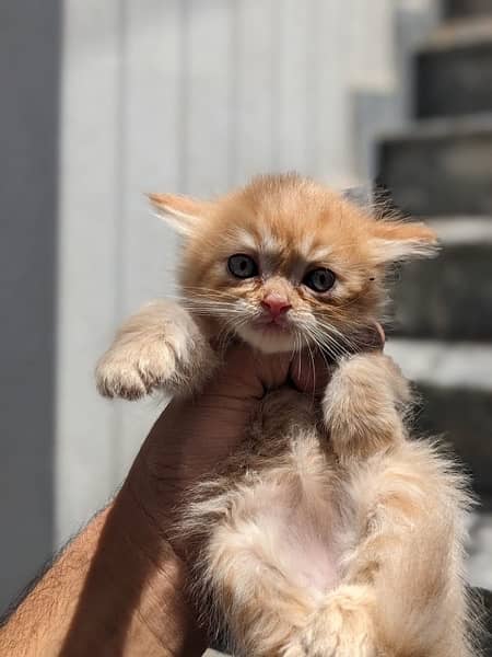 persion kitten for sale 3