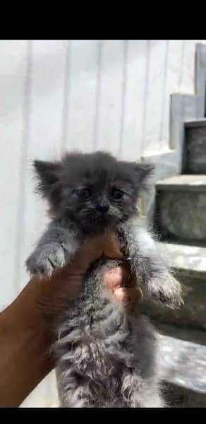 persion kitten for sale 5