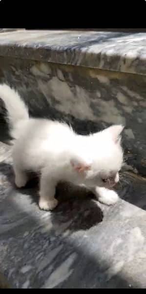 persion kitten for sale 6