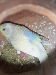 budgies