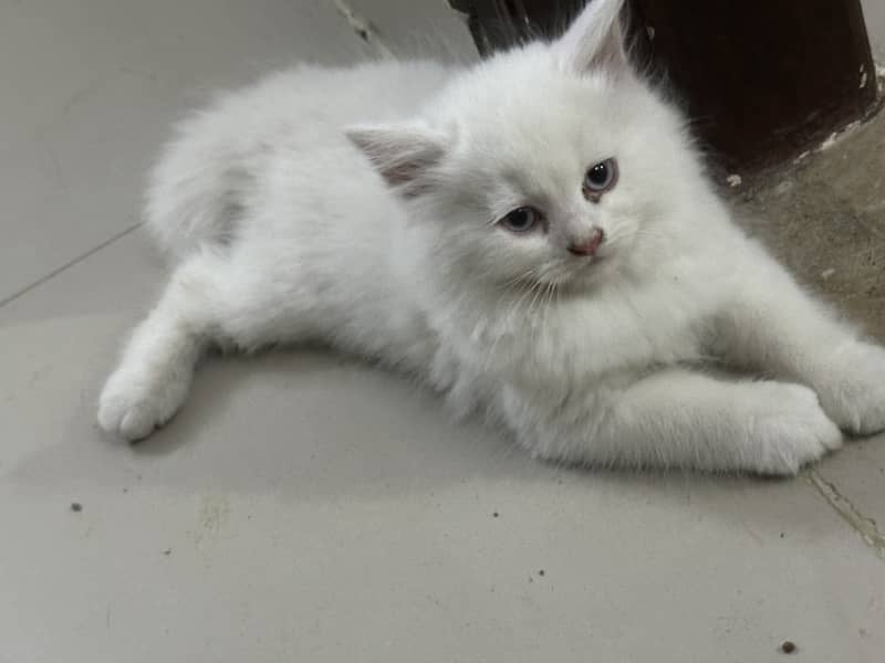 White persian kitten 0