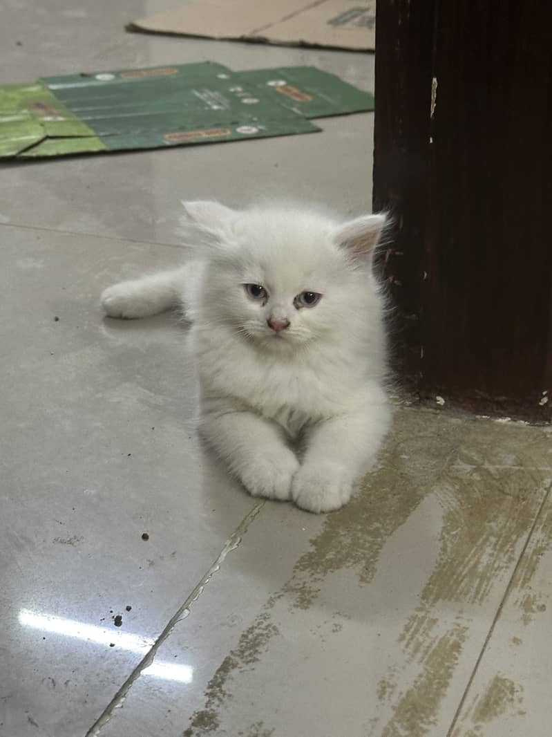 White persian kitten 1