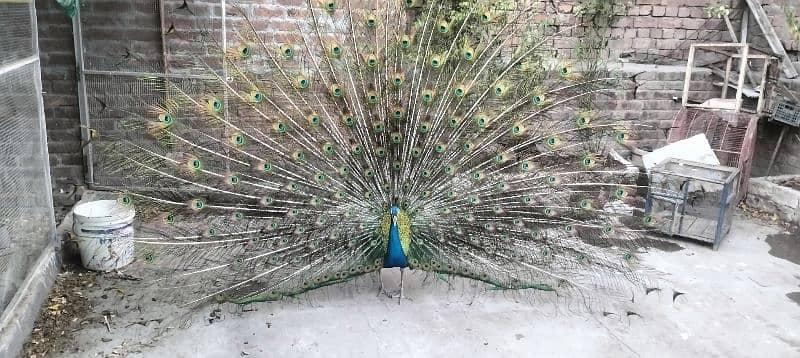 peacock 2