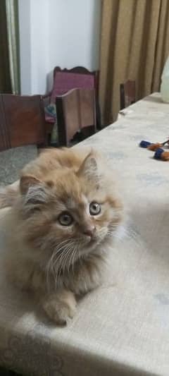 Persian golden long hair kitten
