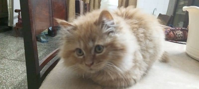 Persian golden long hair kitten 1
