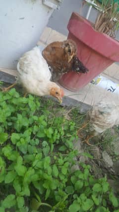 Aseel and desi hens chiclks for sale