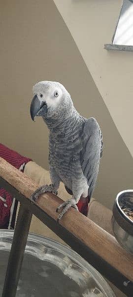African grey parrot 0