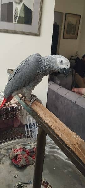 African grey parrot 2