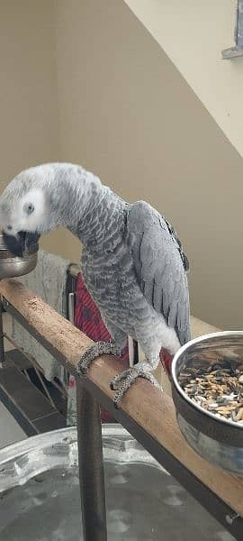 African grey parrot 3