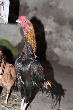 aseel Mianwali chicken with 5 chicks and 10 fertile eggs