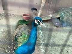 Very Active Male young peacock for sale 0