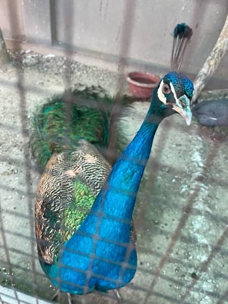 Very Active Male young peacock for sale 1
