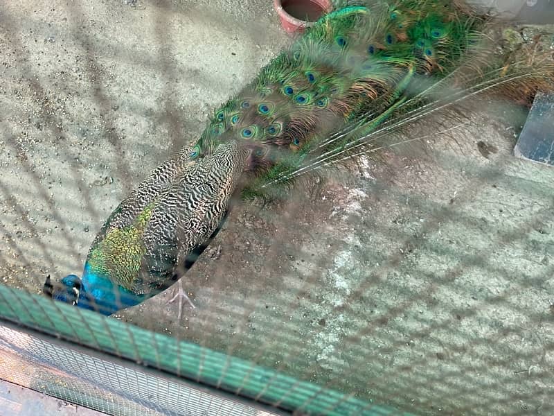 Very Active Male young peacock for sale 2