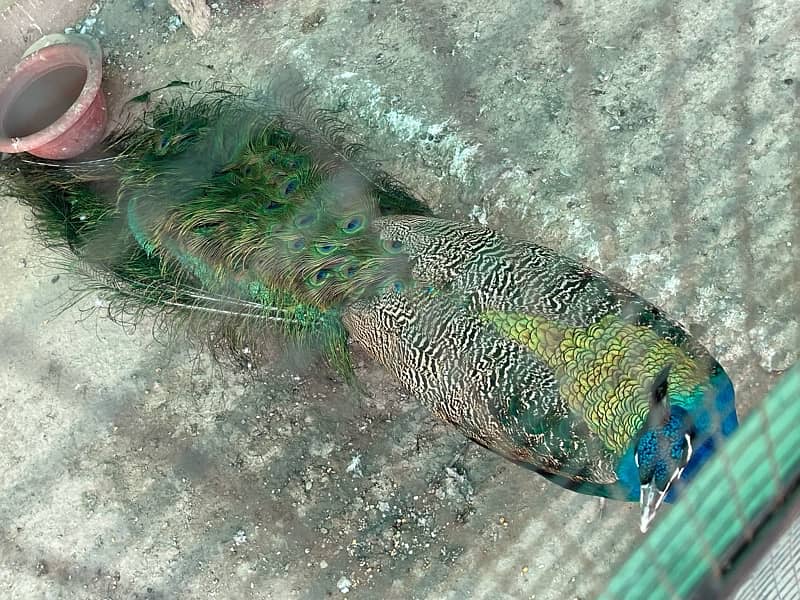 Very Active Male young peacock for sale 3