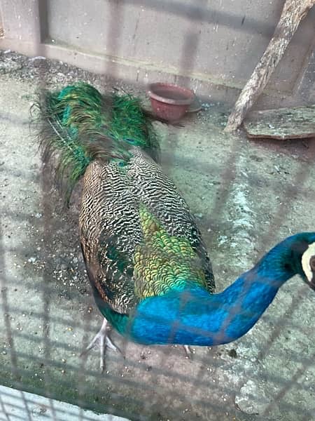 Very Active Male young peacock for sale 4