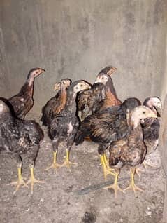 aseel chicks for sale per piece 1500