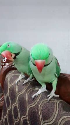 raw parrots two males
