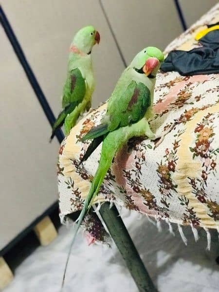 raw parrots two males 1
