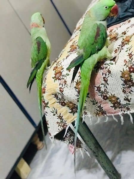 raw parrots two males 2