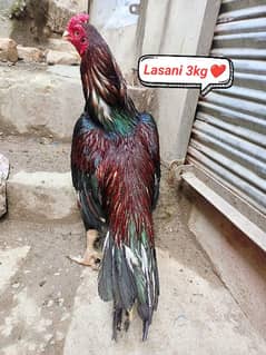 Lasani Breeder High Quality