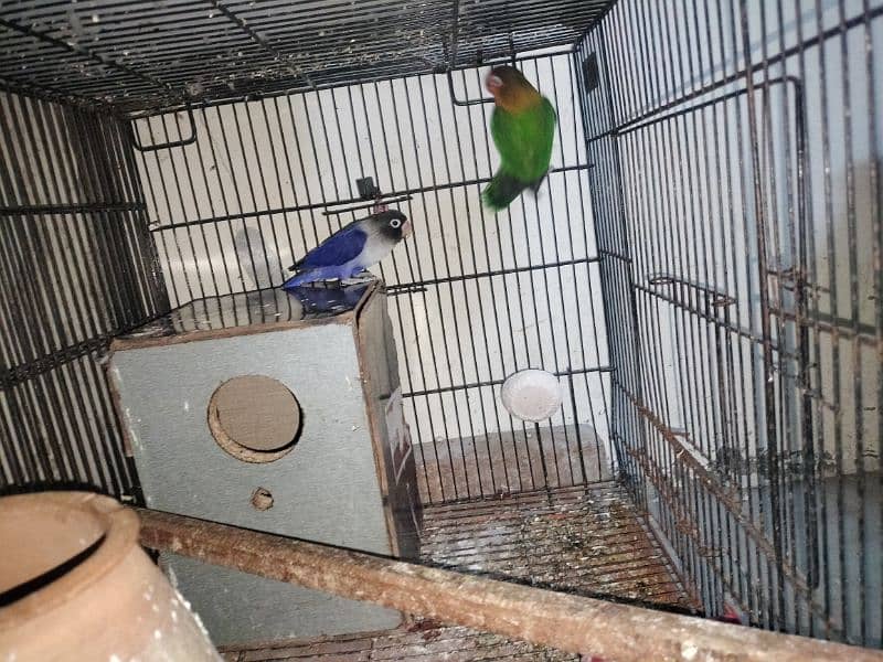 budgies breeder pairs and love bird breeder pairs and cocktail breeder 2