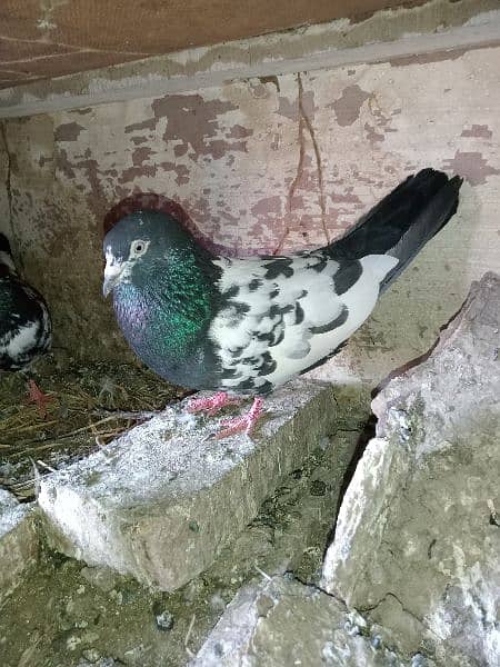 Pure Rampuri Pigeon Pair 2