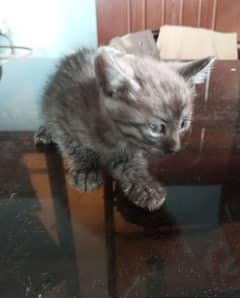 Semi Persian Kitten 2 months