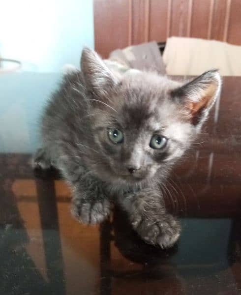 Semi Persian Kitten 2 months 1