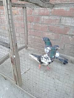 Pure Rampuri Pigeon males