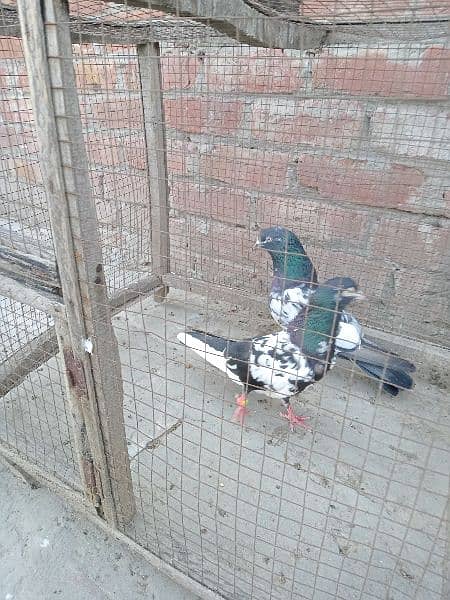 Pure Rampuri Pigeon males 0