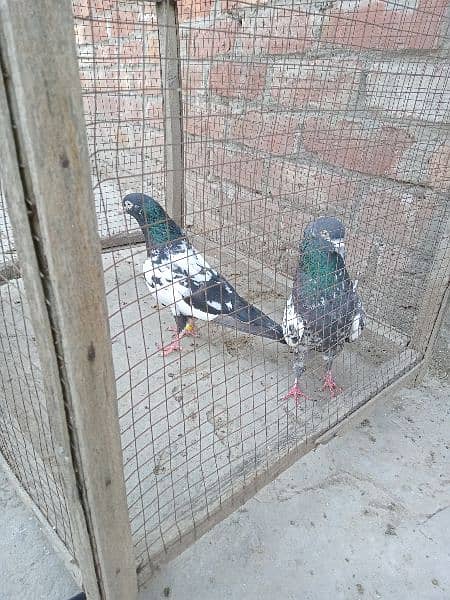 Pure Rampuri Pigeon males 1