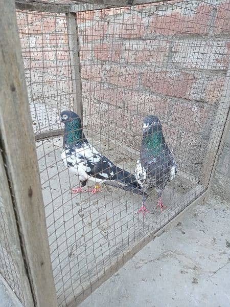 Pure Rampuri Pigeon males 2