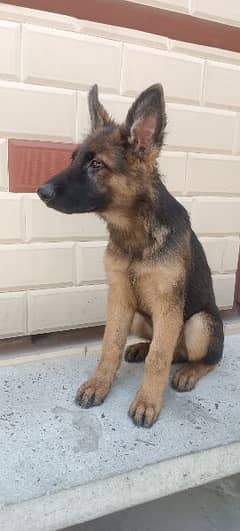 German shepherd puppy for sale 0