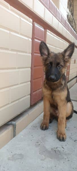 German shepherd puppy for sale 2