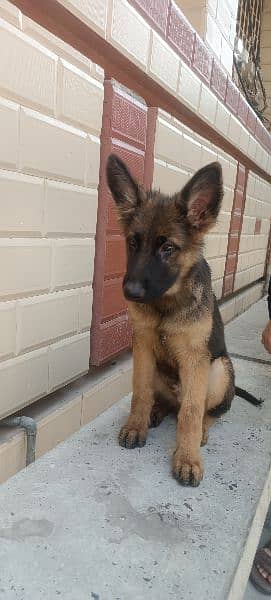 German shepherd puppy for sale 3