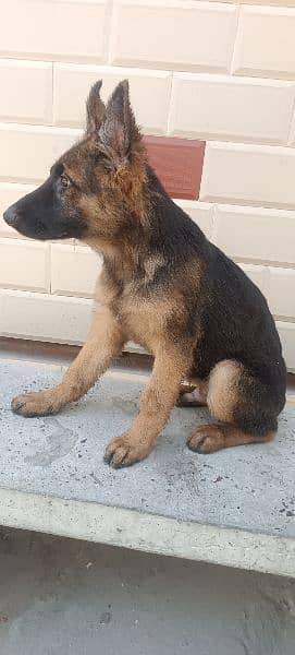 German shepherd puppy for sale 4