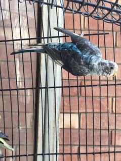 black wing budgies for sale