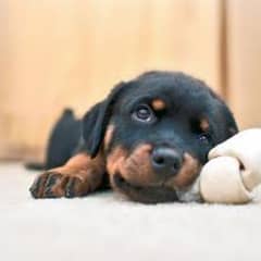 rottweiler Puppies & Adults available