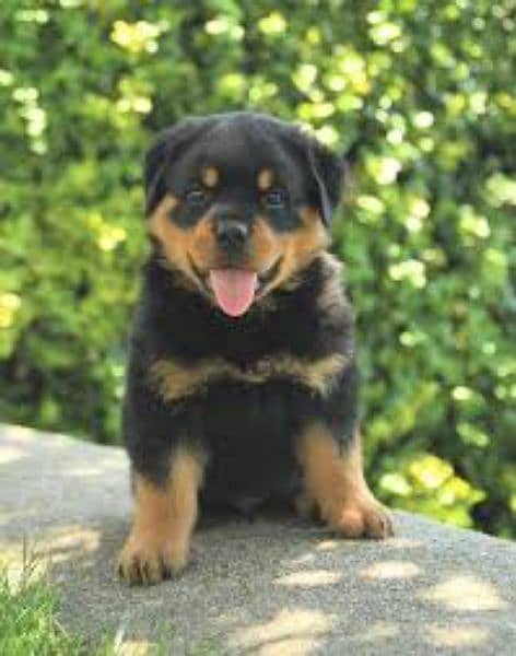 rottweiler Puppies & Adults available 1