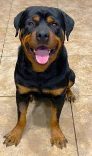 rottweiler Puppies & Adults available 2