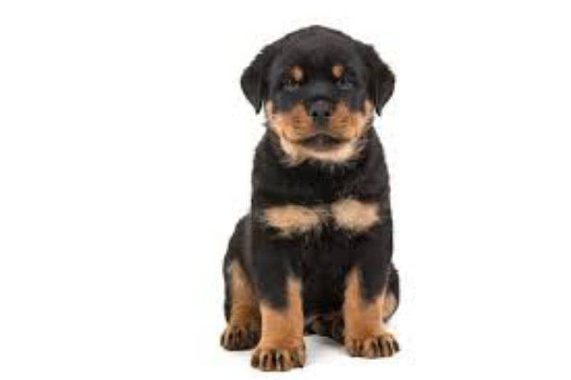 rottweiler Puppies & Adults available 3