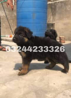 Black / German shepherd puppies for sale