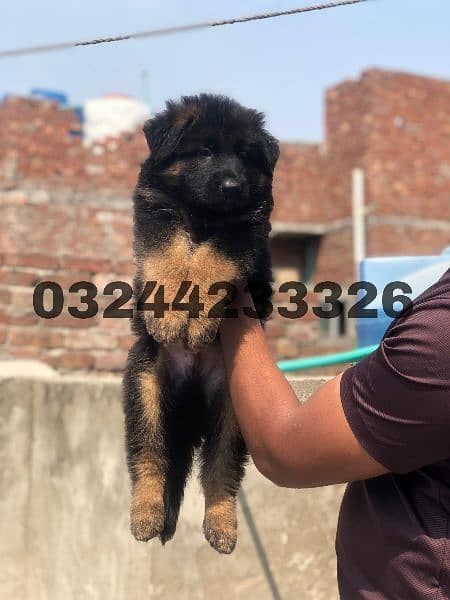 Black / German shepherd puppies for sale 1