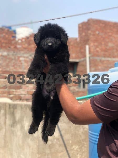 Black / German shepherd puppies for sale 2
