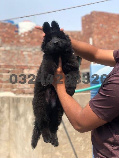 Black / German shepherd puppies for sale 3