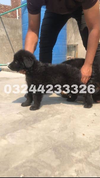 Black / German shepherd puppies for sale 4