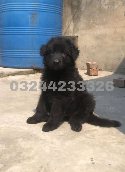 Black / German shepherd puppies for sale 5